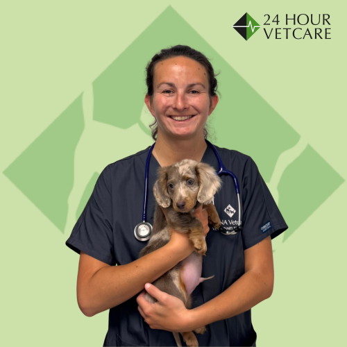 Amber BVetMed MRCVS