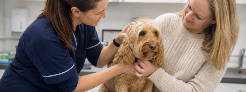 Dog VIP Plan Benefits for Broadstairs Owners