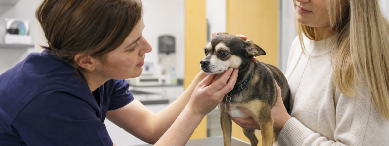 When Does Your Pet Need Surgery?