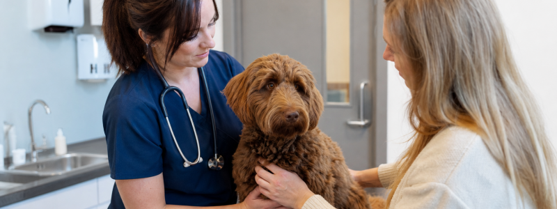 Why Local Pet Owners Trust Briar House Vets