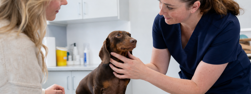 Why Registering with a Vet Early Matters in Broadstairs