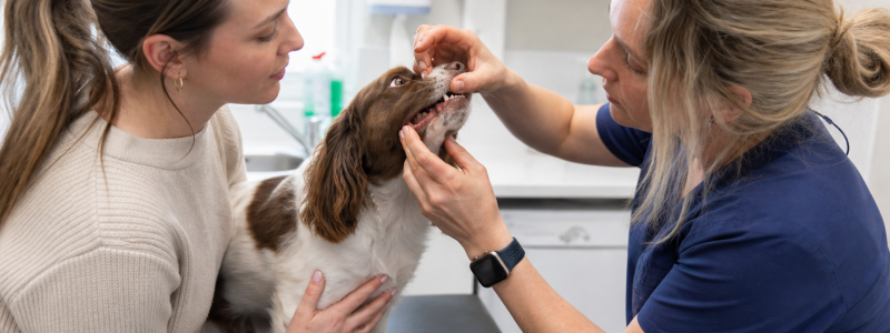 Dental Care for Pets in Broadstairs