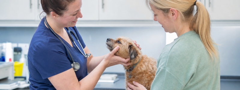 How to Contact Briar House Vets