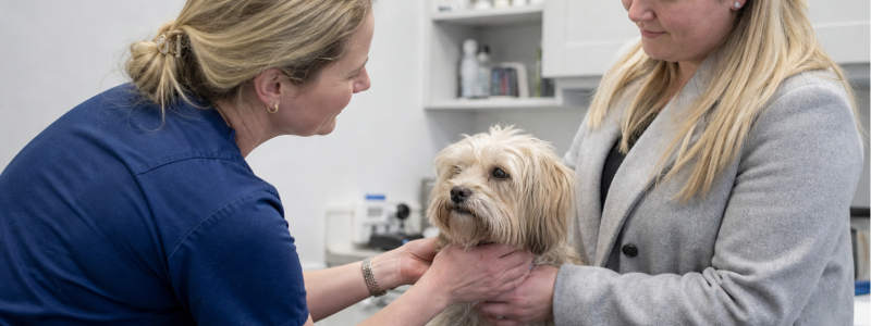 Common Pet Health Problems in Margate