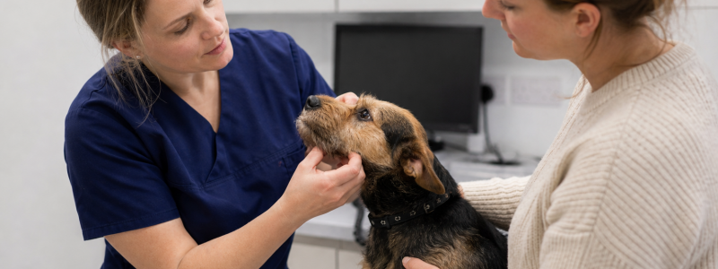 How Much Does a Vet Cost in Broadstairs & Ramsgate?