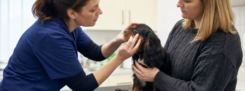 What Services Do Briar House Vets Offer?