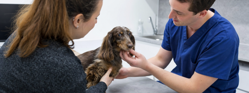 How to Prepare Your Pet for Their First Vet Visit