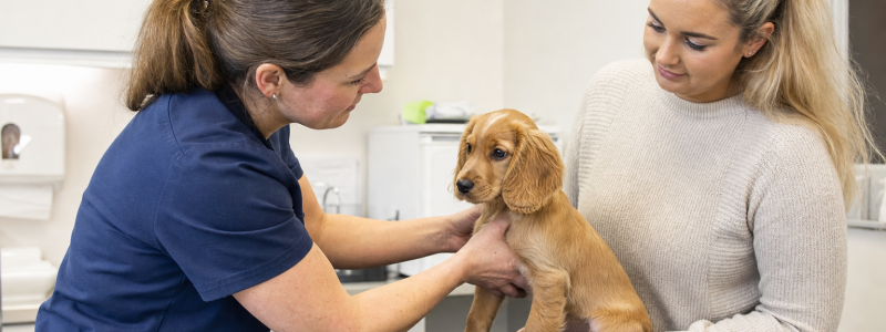 Puppy Care Guide for New Owners in Broadstairs