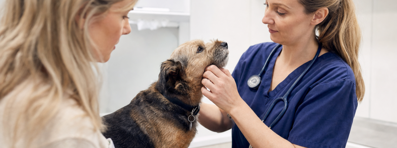 Why Regular Vet Visits Save Money in Thanet