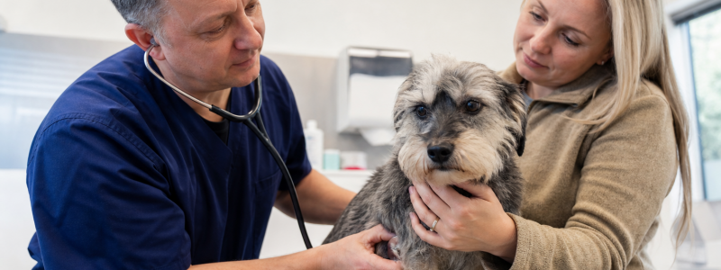 Pet Wellness Tips for Thanet