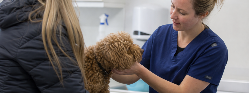 Pet Insurance Explained for Broadstairs Owners