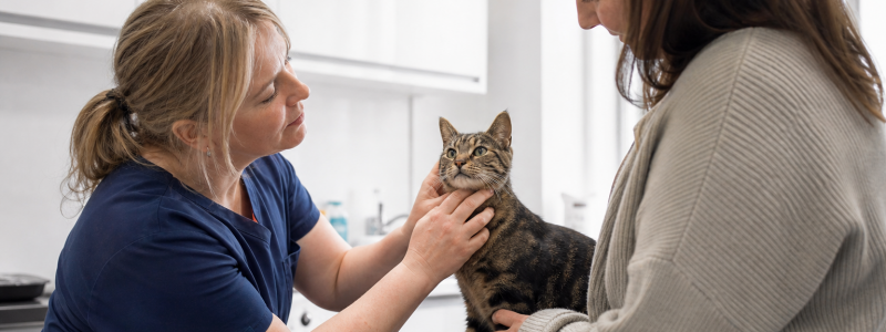 Cat VIP Plan Benefits in Thanet