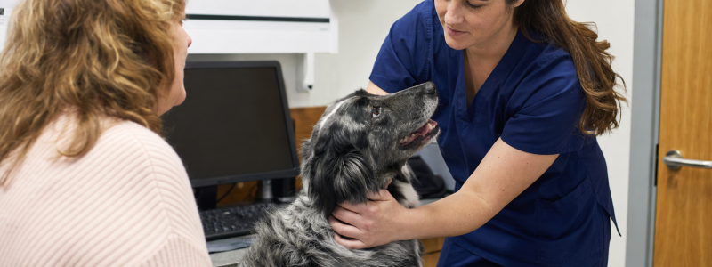 How to Book a Vet Appointment in Broadstairs