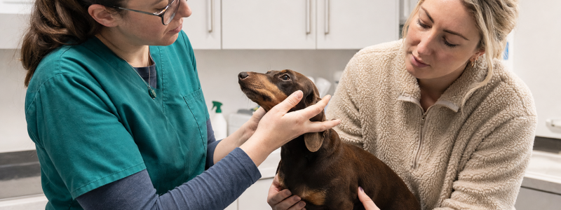 Choosing the Right Vet in Broadstairs: What to Look For