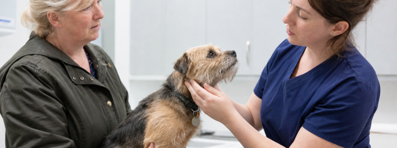 Why Preventative Healthcare Matters for Pets in Thanet