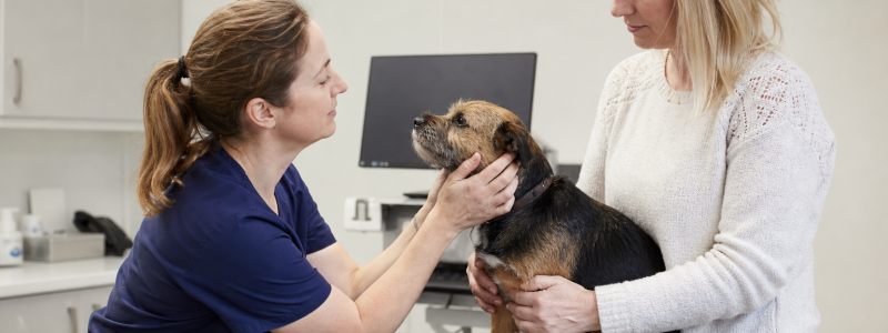 The Role of Preventative Care in Pet Longevity