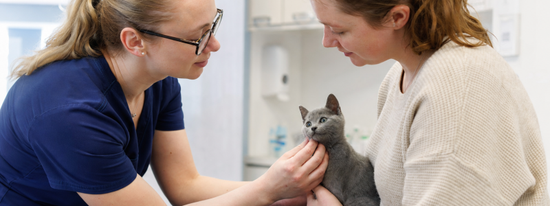 Kitten Care Tips for Margate and Westgate Residents