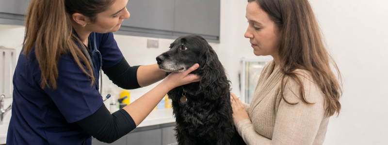 Best Places to Walk Your Dog in Ramsgate