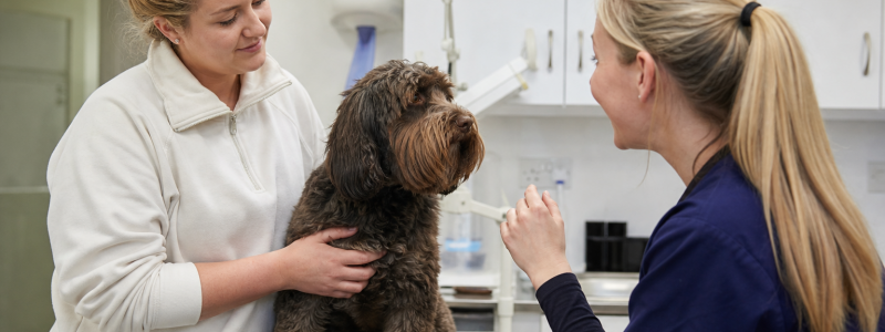 Dog Behaviour Tips for Broadstairs Owners