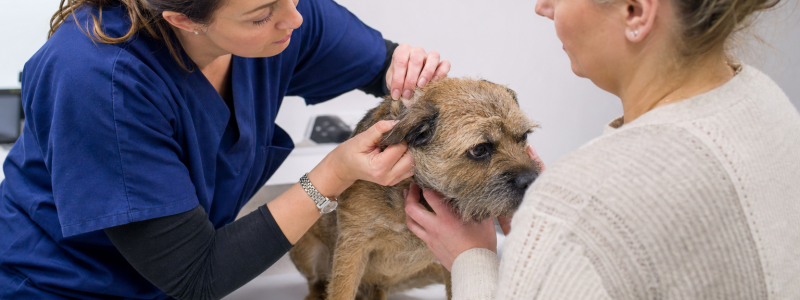 Flea Prevention Tips for Pets in Birchington