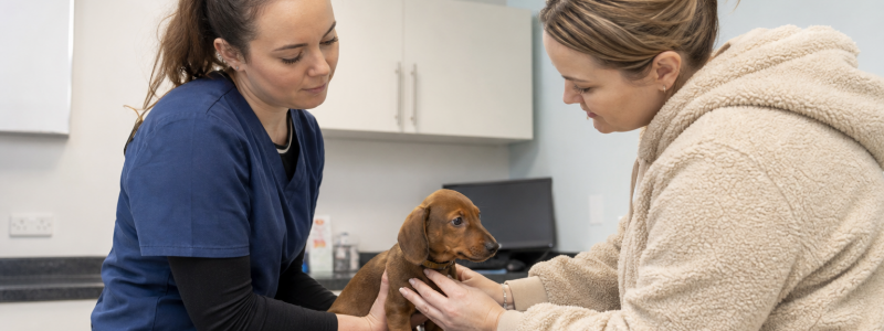 New Pet Owner Checklist for Thanet Residents