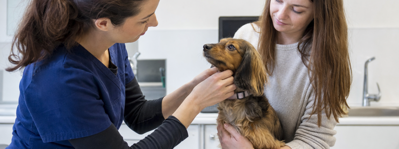 Exploring Current Vet Offers in Broadstairs